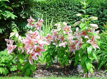 Our beautiful lilies